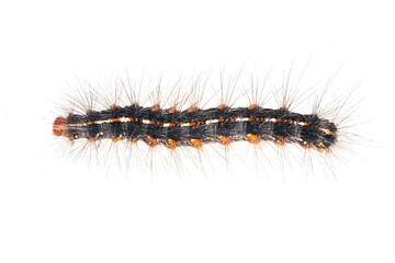 Image of hairy caterpillar isolated on white background. Insect. Worm. Animal.