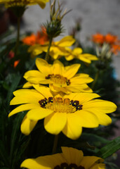 Yellow gazania or african lily flowers in sunlight in a row
