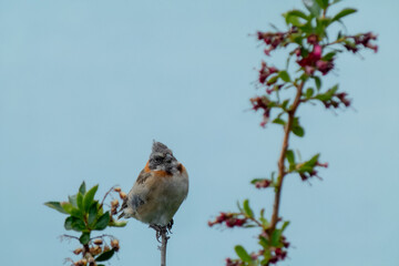 little chingolo bird on a dry branch well focused with defocused plants, light blue background, scientific name Zonotrichia capensis, family Emberizidae