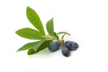 Berries blue honeysuckle with green leaves isolated on a white background.