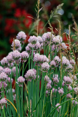 Plants - Garden chives