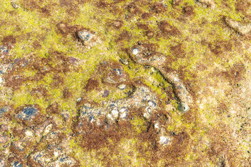 Moss on the rocks by the sea