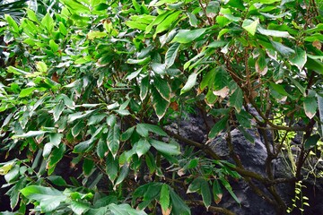 leaves on the tree