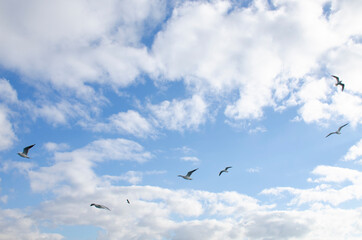 landscape of a seagull bird against the background of a blue sky with clouds
