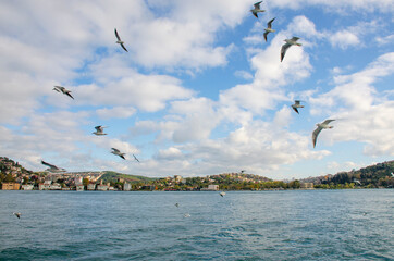 Fototapeta premium landscape of a seagull bird against the background of a blue sky with clouds 