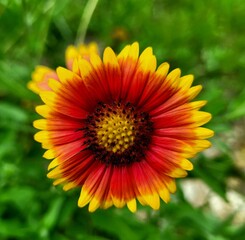 yellow flower in the garden