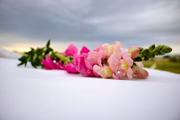 Snapdragon flower