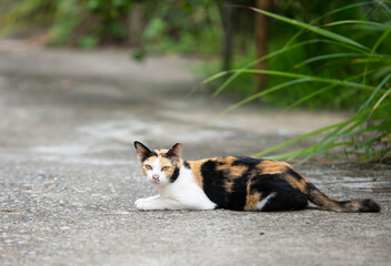 portrait of cute cat on ground