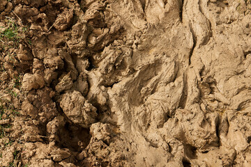 The sticky soil in the forest is dry, the soil breaks apart in the rainy season.