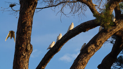 White corella parrots perching on trees in Melbourne, Australia. 
