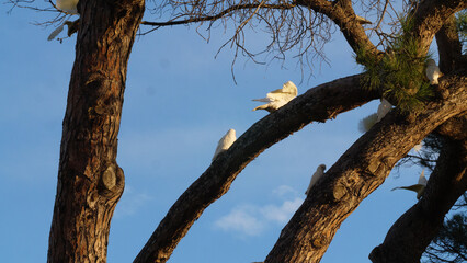White corella parrots perching on trees in Melbourne, Australia. 