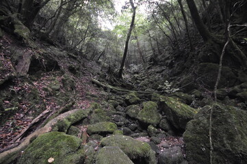 屋久島の森15