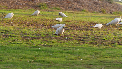 Sulphur Crested Cockatoos in Melbourne, Australia. Birds feeding. 