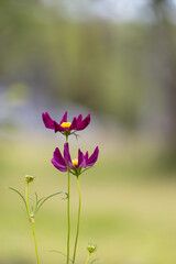 Red cosmos flowers blooming in the garden.
