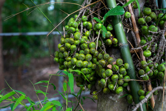 Green Thai figs on tree nature, Thai herbs for health, Figs have many benefits to the body, such as balancing acid conditions, preventing kidney stones, cleansing the liver and spleen.