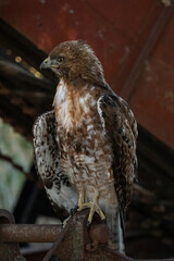 Beautiful Hawk in Santa Barbara California, Barn Hawk