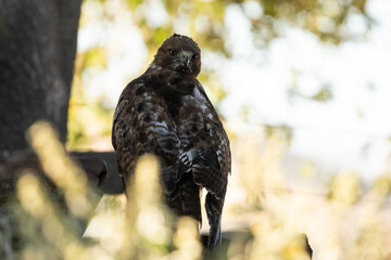 Hawk Bird on Ranch in Santa Barbara County California, Wildlife Sighting 2021