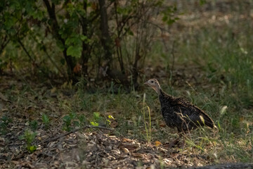 Wildlife of Santa Barbara County, Wild Turkey, Sighting June 2021