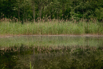 Obraz premium The beautiful view of the river bank with the reflection of the reeds in spring