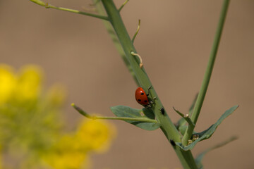 ladybug on a twig
