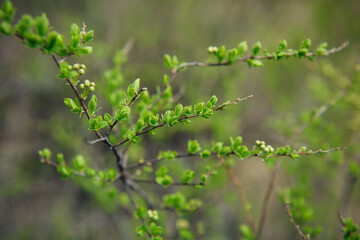 Delicate spring greens, blurred background, soft selective focus. Branches of shrub with young green leaves. Natural plant background.