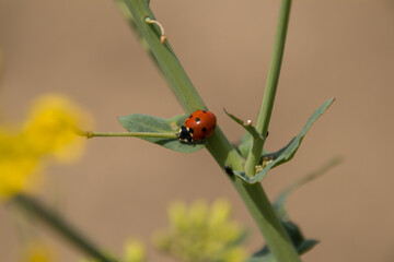 ladybug on a twig