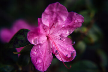 Naklejka premium Blooming almond pink flower, close up, blurred background. Flowering rhododendron branches, altai sakura. Image for greeting card, selective focus.