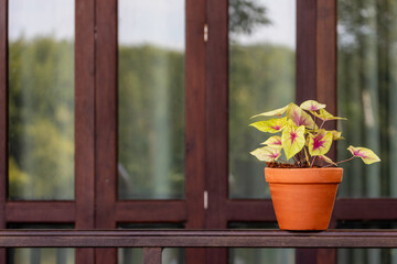 A yellow caladium plant was planted in a terracotta planter on the edge of the bedroom balcony.