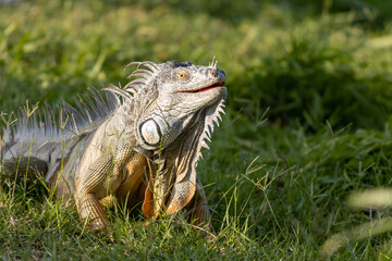 Primer plano de una iguana en la hierba