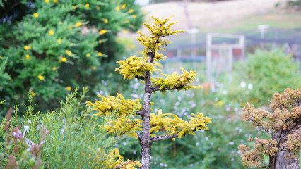 Macro photography of bonsai trees in a garden in Australia