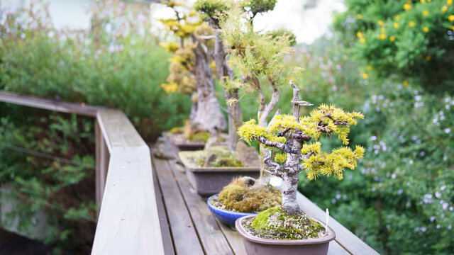 Macro photography of bonsai trees in a garden in Australia