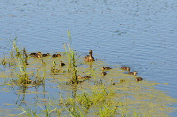 Female mallard with ducklings on a forest lake on a summer morning. Moscow region. Russia.