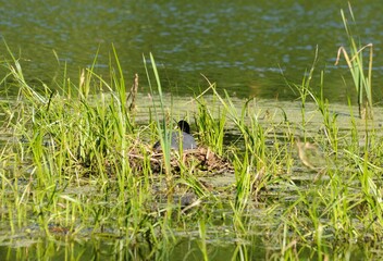 The female coot (Fulica atra) sits on the nest on a summer morning. Moscow region. Russia.