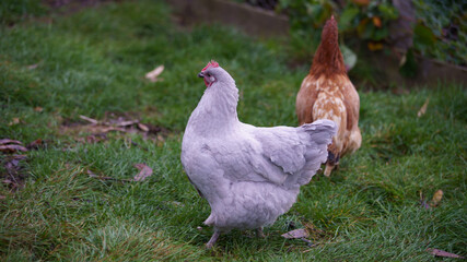 Hens feeding in Melbourne, Australia. 