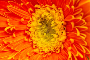 art, beautiful, beauty, bloom, blossom, botany, bright, cactus, cherry, chrysanthemum, citrus, color, culture, day, decorative, defocused, design, exotic, flora, floral, flower, food, fresh, garden, g