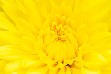  yellow chrysanthemums isolated on yellow bachground.