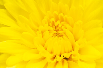  yellow chrysanthemums isolated on yellow bachground.