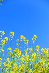 青空と菜の花の風景6