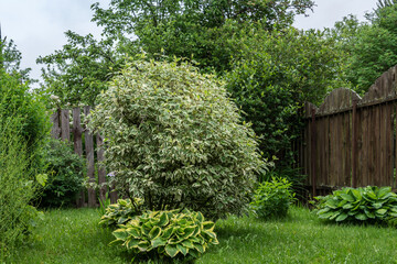White derain bush in the garden