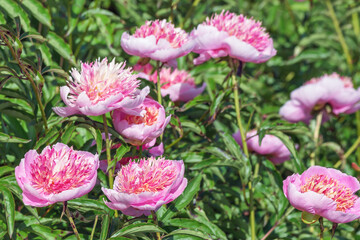 Peony grassy 