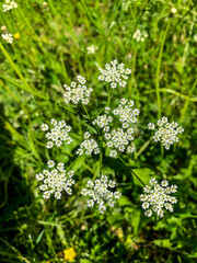 Stock Foto Field colors in summer in the field