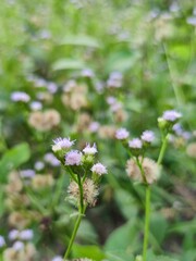 flowers in the garden