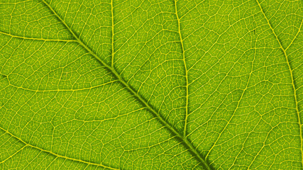 Fresh leaf of fruit tree close up. Mosaic pattern of a net of yellow veins and green plant cells. Abstract background on a floral theme. Beautiful summer wallpaper. Macro