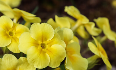 Blooming yellow primrose in the spring garden.