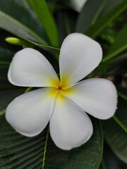 white frangipani flower