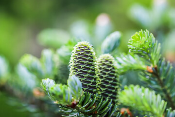 A branch of Korean fir with young cones in a spring garden
