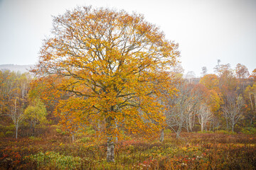 冬が近づく晩秋の高原牧場に黄葉したブナの大木が枝を広げる