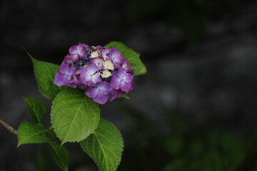 紫陽花の風景
