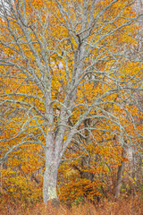 晩秋の高原牧場に黄葉した大木と枯れ木が重なりながら枝を広げる