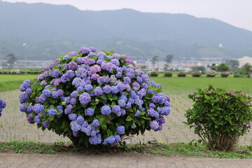 紫陽花の風景 Wall Mural Wallpaper Murals Wallsheaven Phototenki 紫陽花の風景 Wall Mural Wallpaper Murals Wallsheaven Phototenki